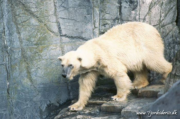 Zoo KBH 1998 0014.JPG